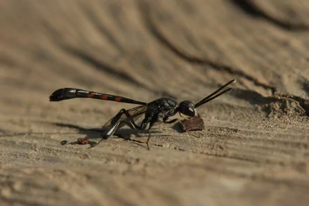 Animal wasp HD Desktop Wallpaper | Background Image