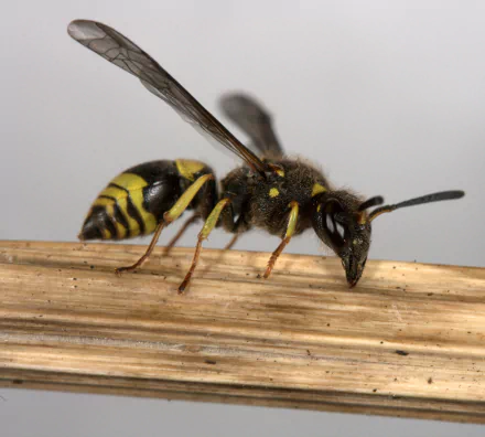 Animal wasp HD Desktop Wallpaper | Background Image