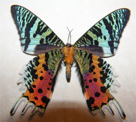  Madagascan Sunset Moth
