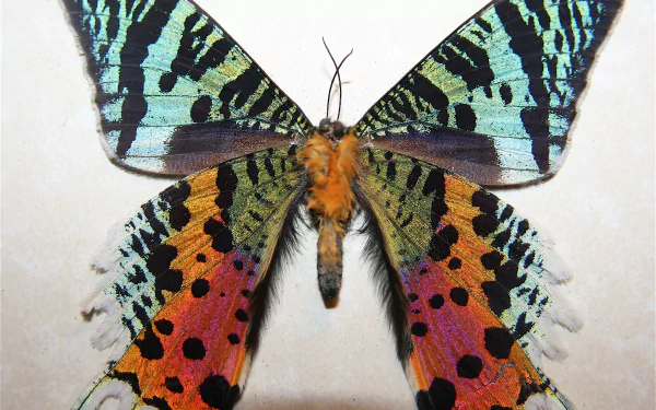  Madagascan Sunset Moth