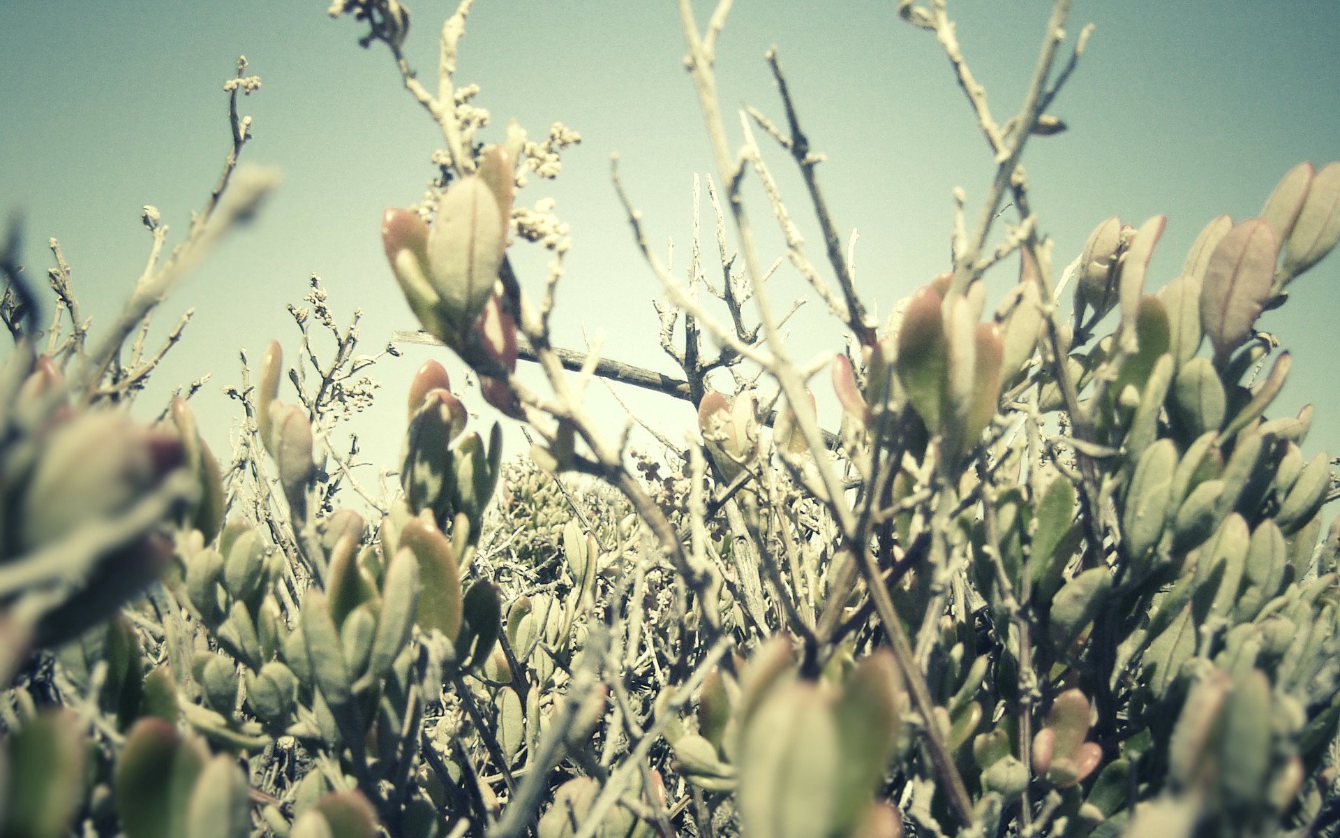 Download Nature Plant HD Wallpaper