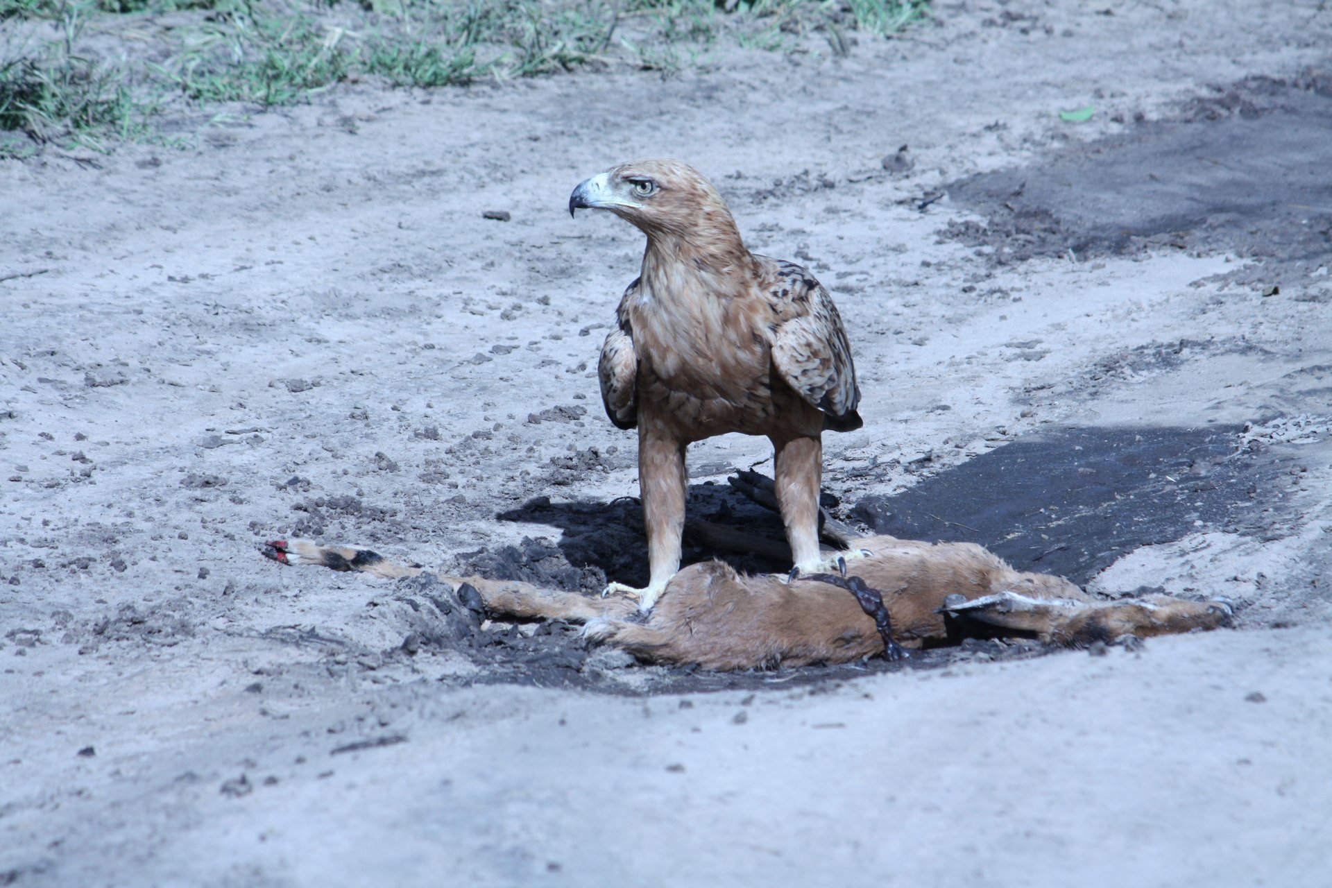 A majestic eagle stands over its prey on a dirt path, showcasing the raw beauty of nature. This striking image works well as a 4K Ultra HD desktop wallpaper.