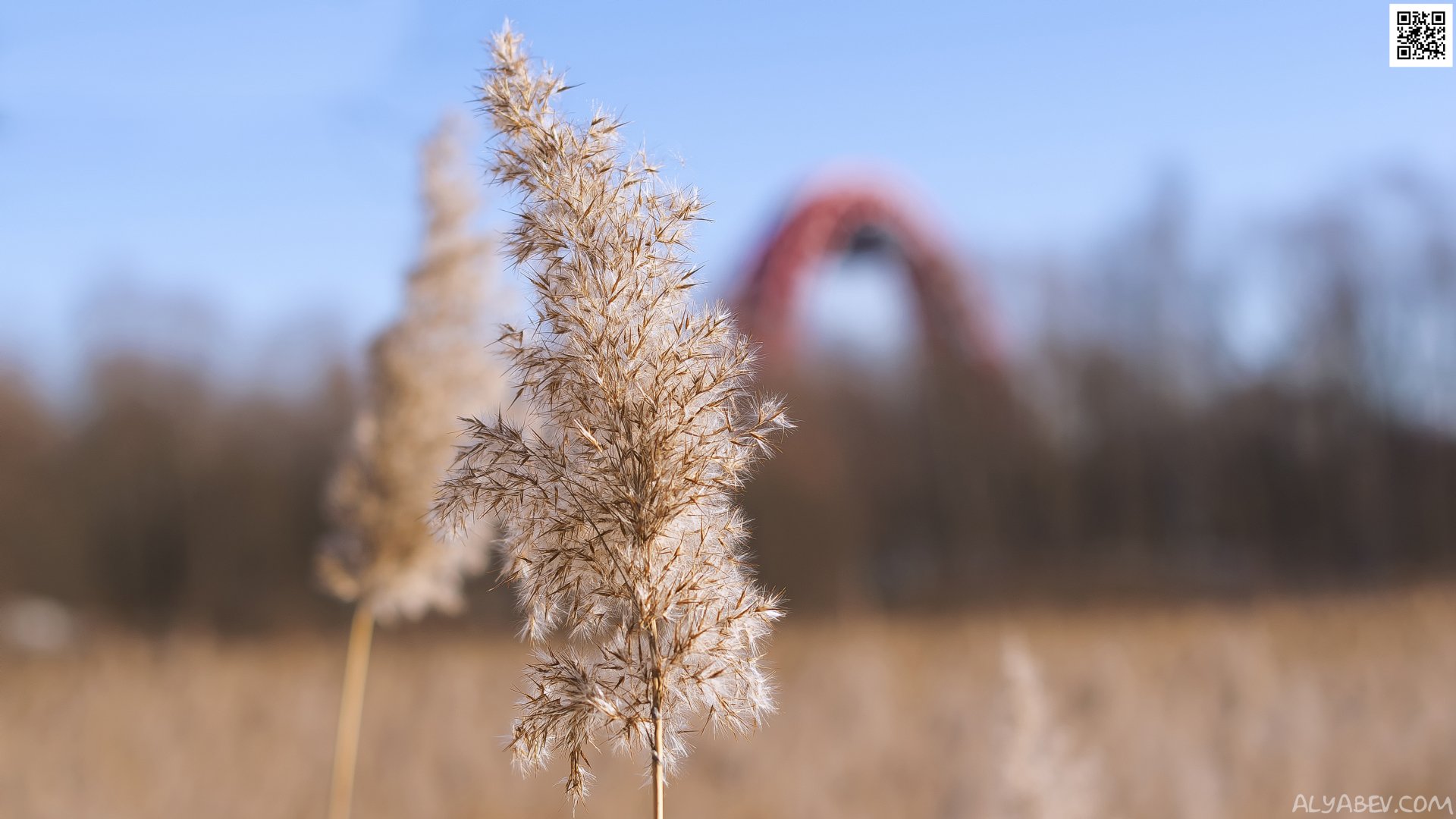 HD desktop wallpaper showcasing delicate spring reeds in nature with a blurred Moscow cityscape in the background.