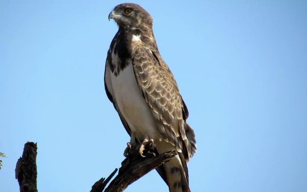 Animal Black eagle HD Desktop Wallpaper | Background Image