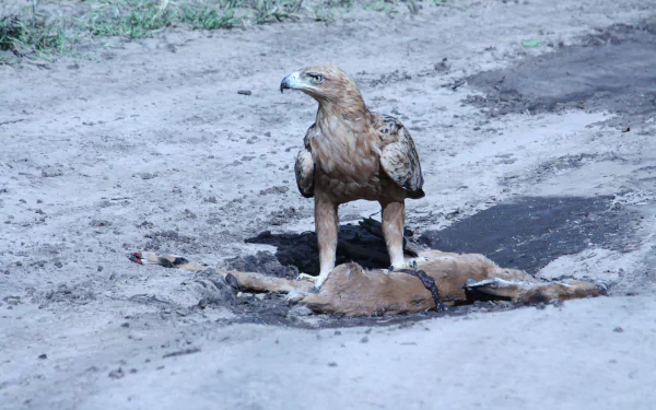 A majestic eagle stands over its prey on a dirt path, showcasing the raw beauty of nature. This striking image works well as a 4K Ultra HD desktop wallpaper.