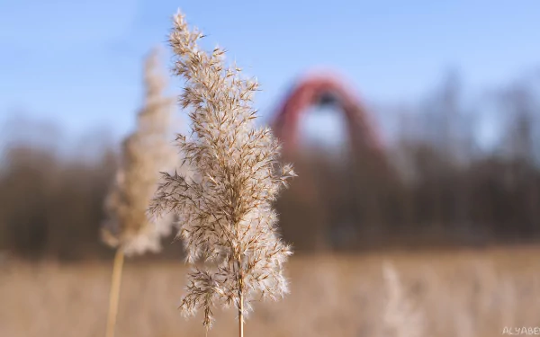 HD desktop wallpaper showcasing delicate spring reeds in nature with a blurred Moscow cityscape in the background.