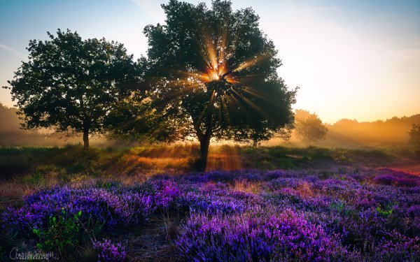 Earth Landscape Tree Sunbeam Lavender Nature HD Wallpaper | Background Image