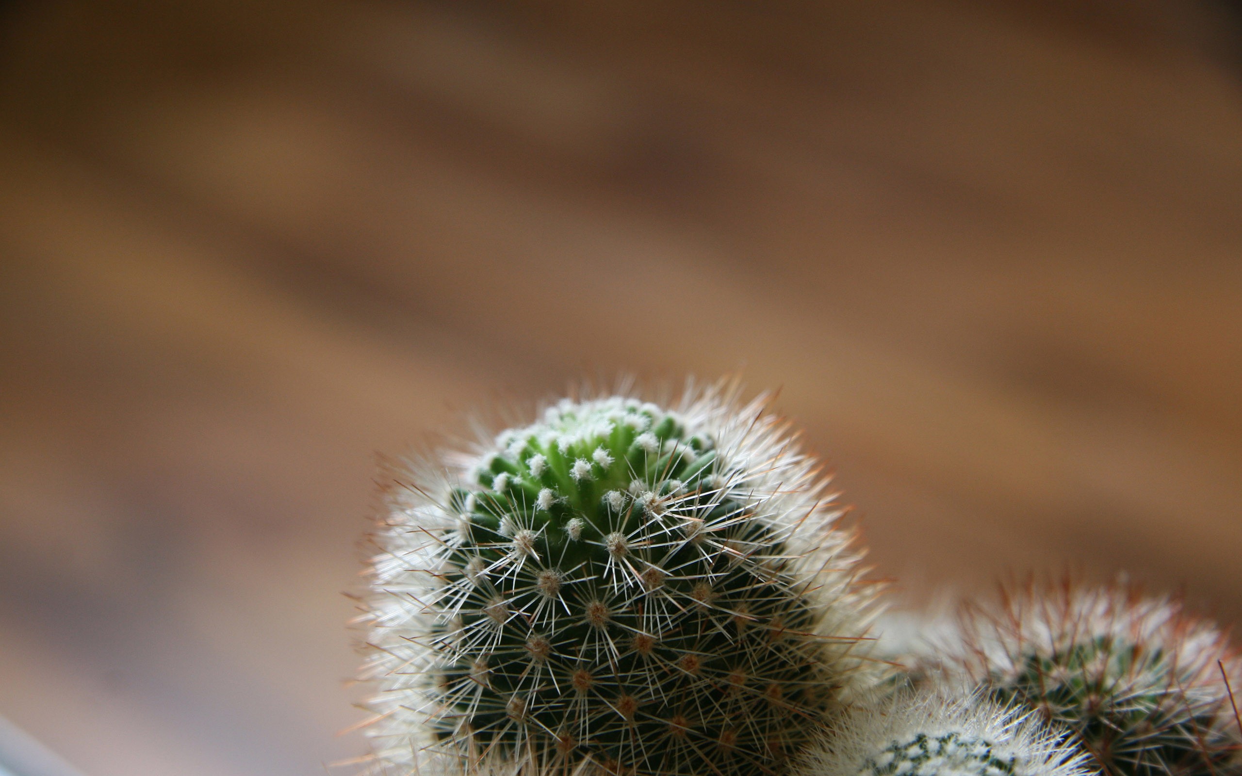 Nature Cactus HD Wallpaper | Background Image