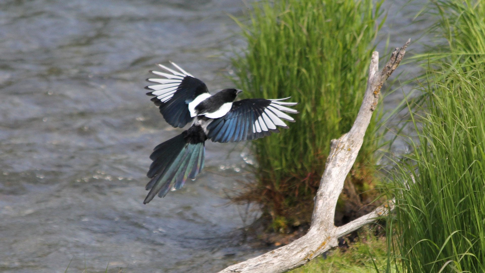 Magpie in mid-flight over a riverbank with driftwood and green reeds, captured as a 2K Quad HD PC desktop wallpaper/background.