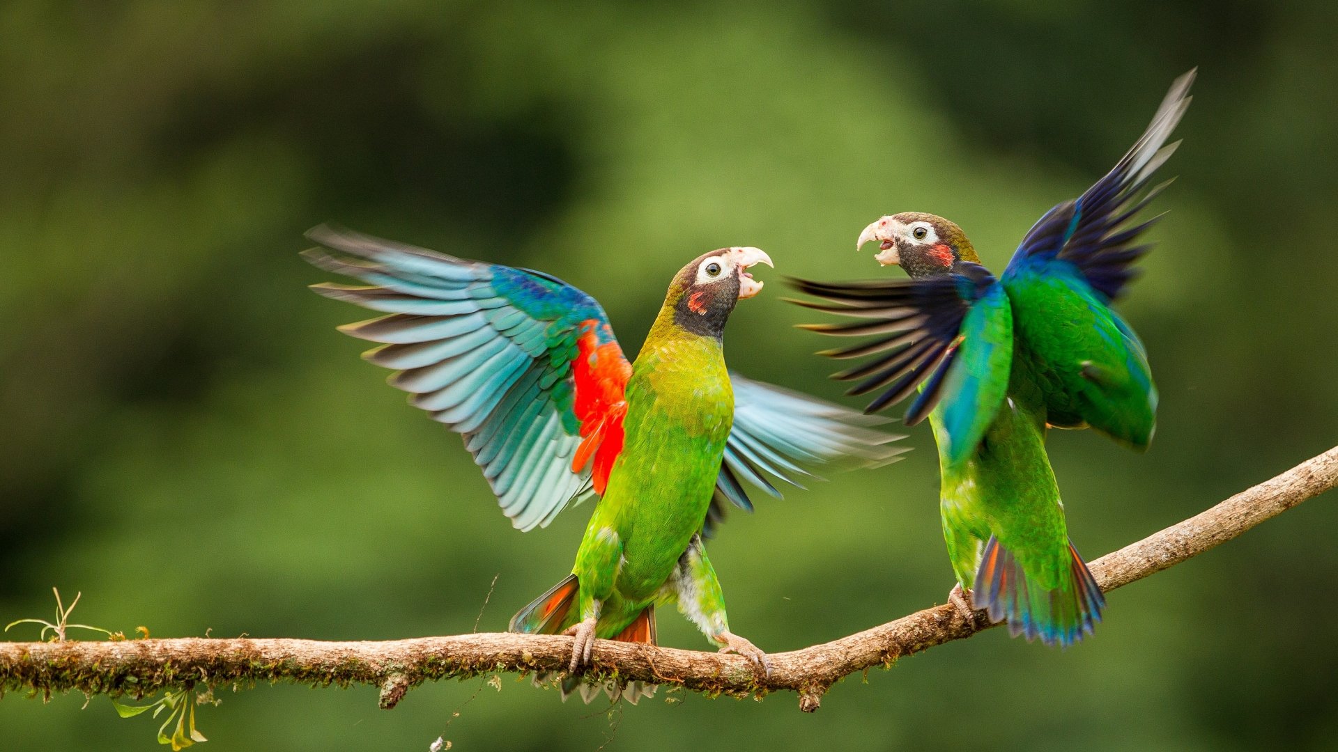 Two vibrant parrots with colorful feathers playfully interact on a branch, set against a lush green background. 4K Ultra HD PC desktop wallpaper showcasing their beauty.