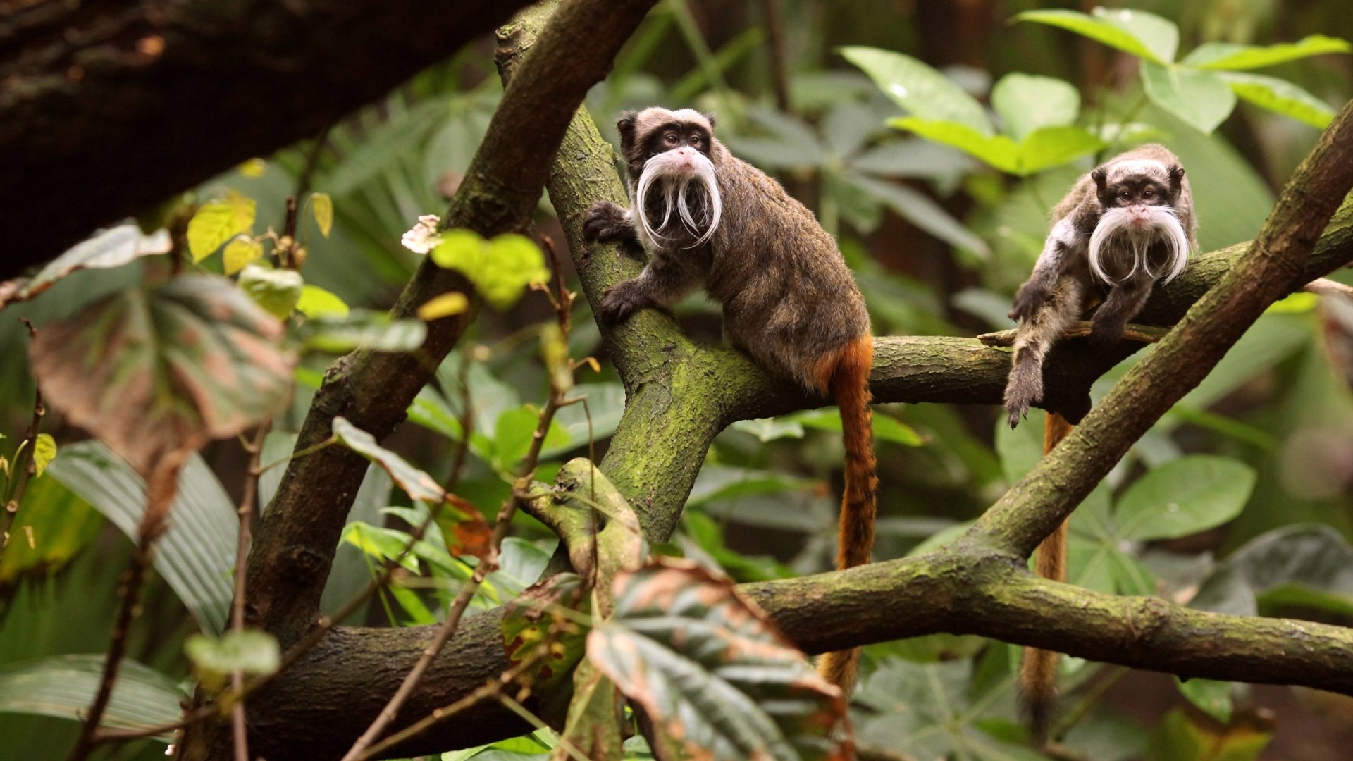 Download Primate Monkey Animal Tamarin HD Wallpaper