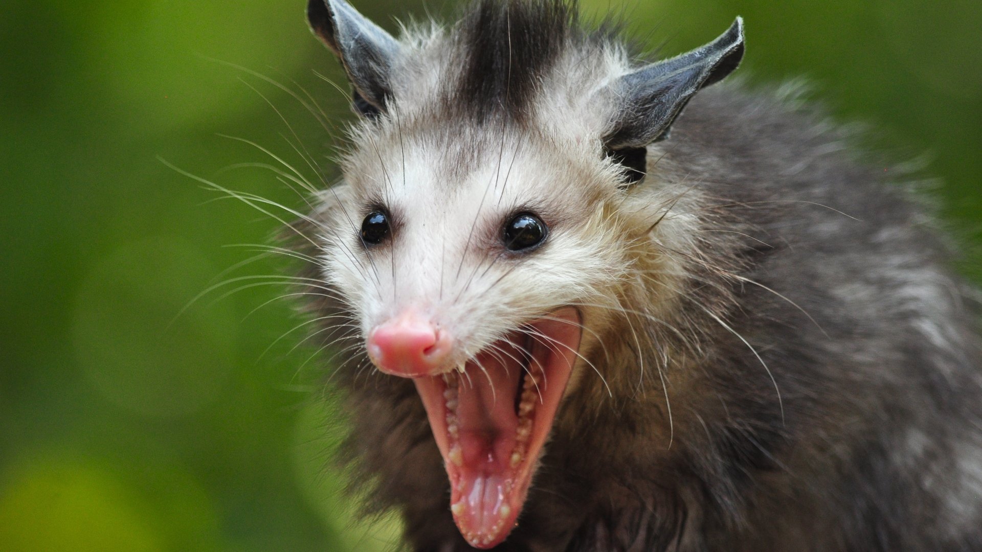 Opossum And Raccoon Illustration Wallpaper