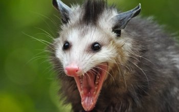 Opossum Pfp