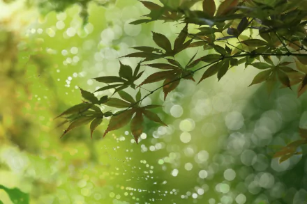  Maple Leaves by cate♪