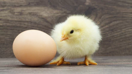  What came first the chicken or the egg?
