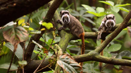  The emperor tamarin, also known as the Brockway monkey