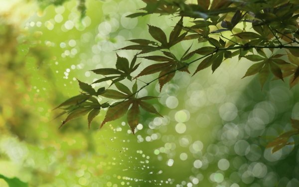 Nature Leaf Maple Leaf Bokeh HD Wallpaper | Background Image