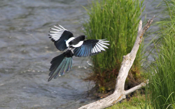 Magpie in mid-flight over a riverbank with driftwood and green reeds, captured as a 2K Quad HD PC desktop wallpaper/background.