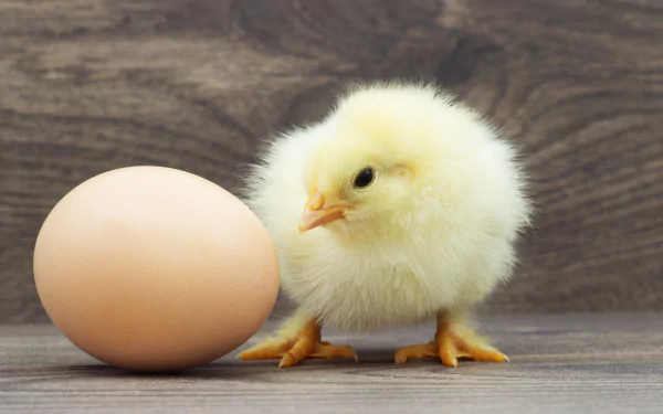  What came first the chicken or the egg?
