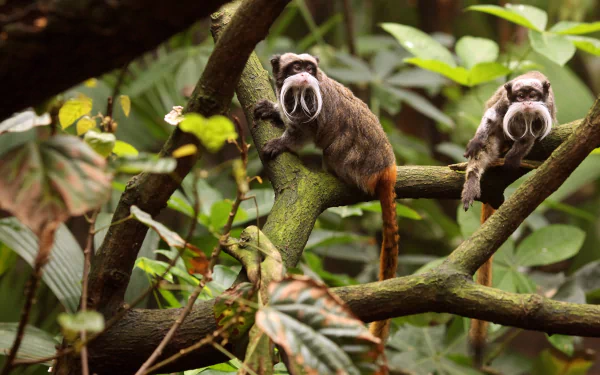  The emperor tamarin, also known as the Brockway monkey