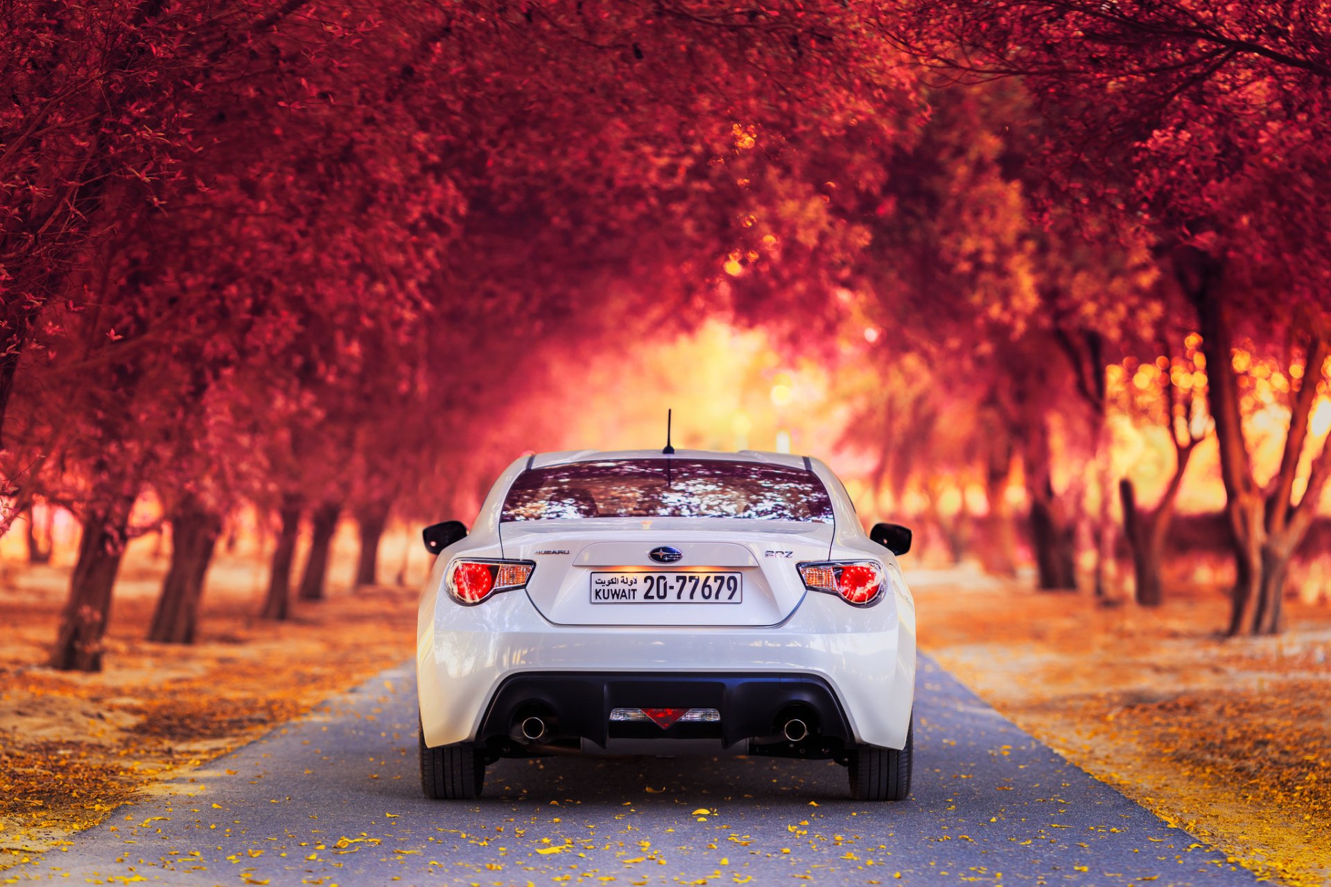 A Subaru BRZ parked on a scenic alley in Kuwait, surrounded by vibrant fall foliage, creating a stunning autumn backdrop. High-definition wallpaper for desktop use.