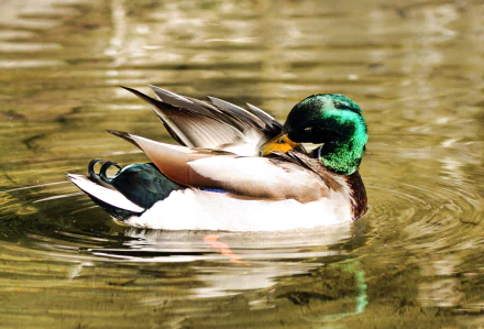 Animal mallard HD Desktop Wallpaper | Background Image