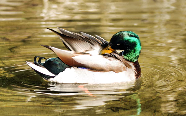 Animal — mallard drake preening on rippling water, 2K Quad HD PC desktop wallpaper and background.