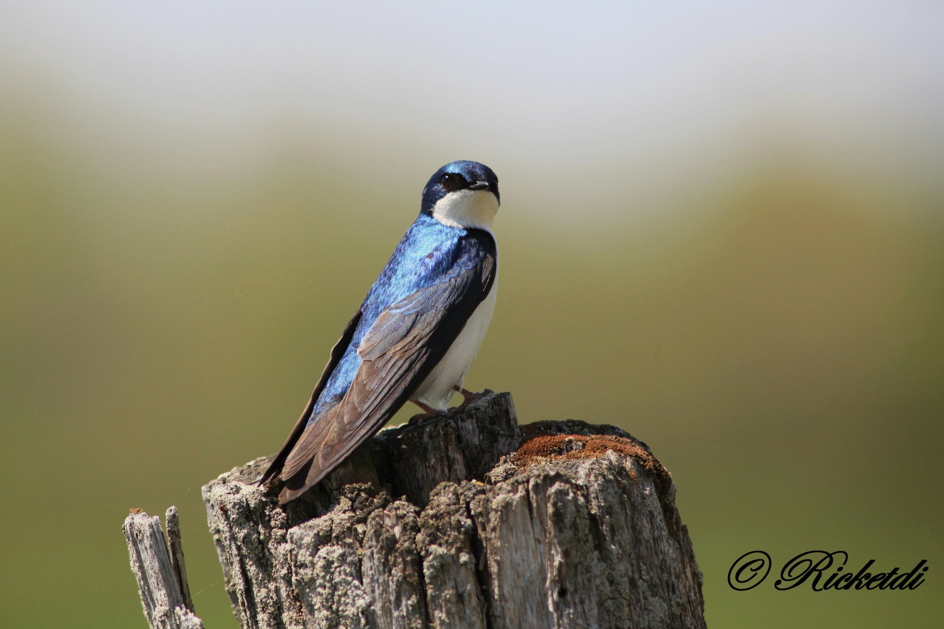 Download Bird Animal Swallow 4k Ultra HD Wallpaper by Ricketdi