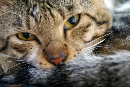 Resting tabby cat (animal) close-up with half-closed golden eyes — 4K Ultra HD PC desktop wallpaper background.