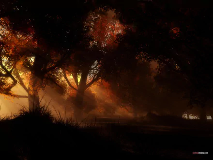 HD PC desktop wallpaper capturing a serene nature scene with sunbeams filtering through autumn trees in a softly glowing forest.