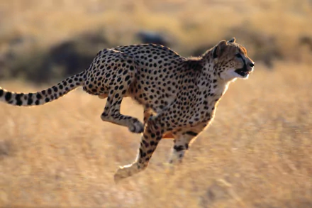 A cheetah mid-run across a sunlit grassy plain, captured in stunning 4K Ultra HD for a vivid PC desktop wallpaper and background.