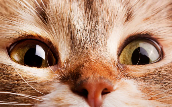 A captivating close-up of a cat's expressive eyes, showcasing intricate details and vibrant colors, beautifully rendered in 4K Ultra HD for a stunning desktop wallpaper.