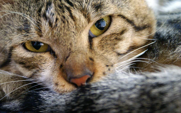 Resting tabby cat (animal) close-up with half-closed golden eyes — 4K Ultra HD PC desktop wallpaper background.