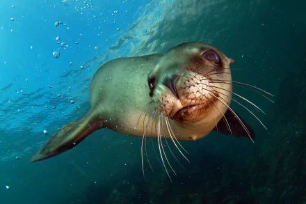 bubble underwater Animal sea lion HD Desktop Wallpaper | Background Image