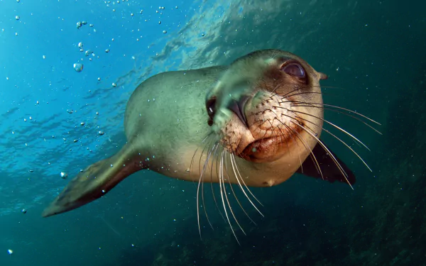 bubble underwater Animal sea lion HD Desktop Wallpaper | Background Image