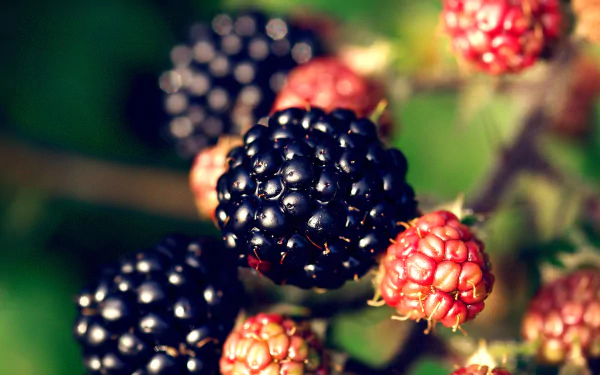 food blackberry HD Desktop Wallpaper | Background Image