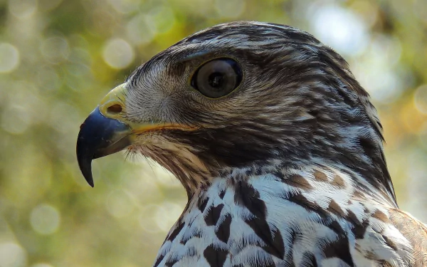 Close-up macro of a hawk's head showcasing detailed feathers, sharp beak, and eye with a soft bokeh background in HD quality for a desktop wallpaper.