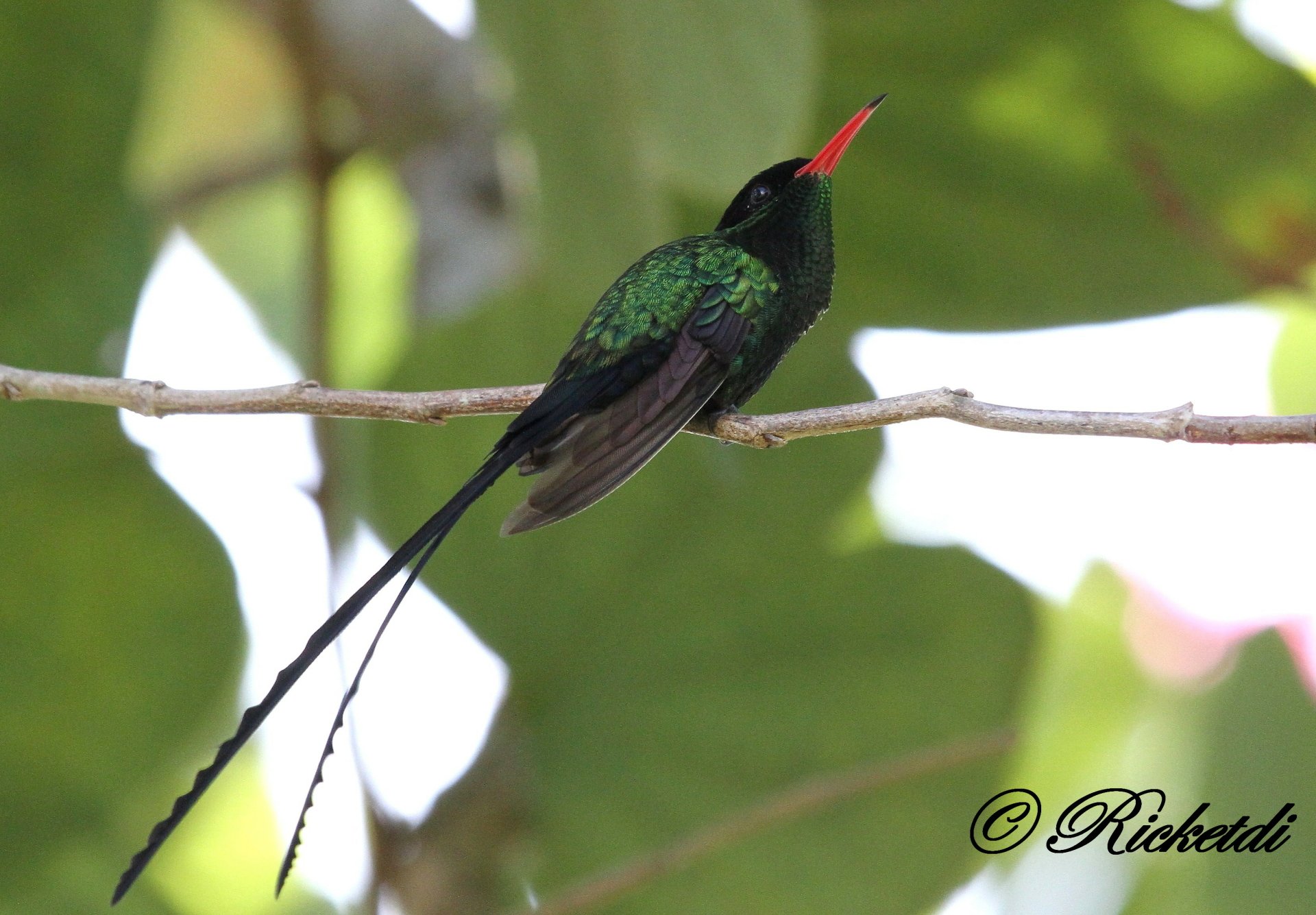 Download Bird Hummingbird Doctor Bird Animal Red-billed Streamertail HD Wallpaper by Ricketdi