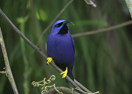 Vivid purple honeycreeper bird (animal) with black face and bright yellow feet perched on a branch amid green foliage — 2K Quad HD PC desktop wallpaper and background.