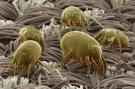  Dust Mite