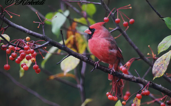 passerine bird Animal cardinal HD Desktop Wallpaper | Background Image