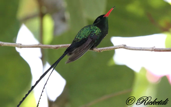  Red-billed Streamertail ( Male ) by Ricketdi
