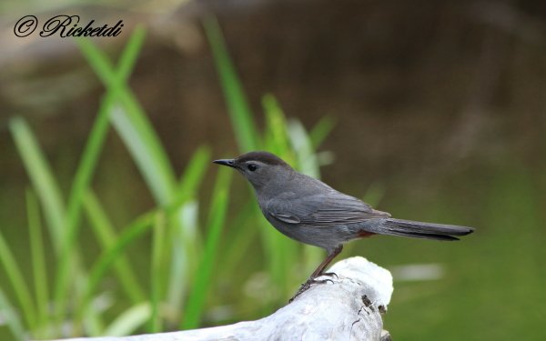Animal Bird Birds Grey Catbird Mimid Passerine HD Wallpaper | Background Image