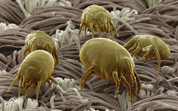  Dust Mite