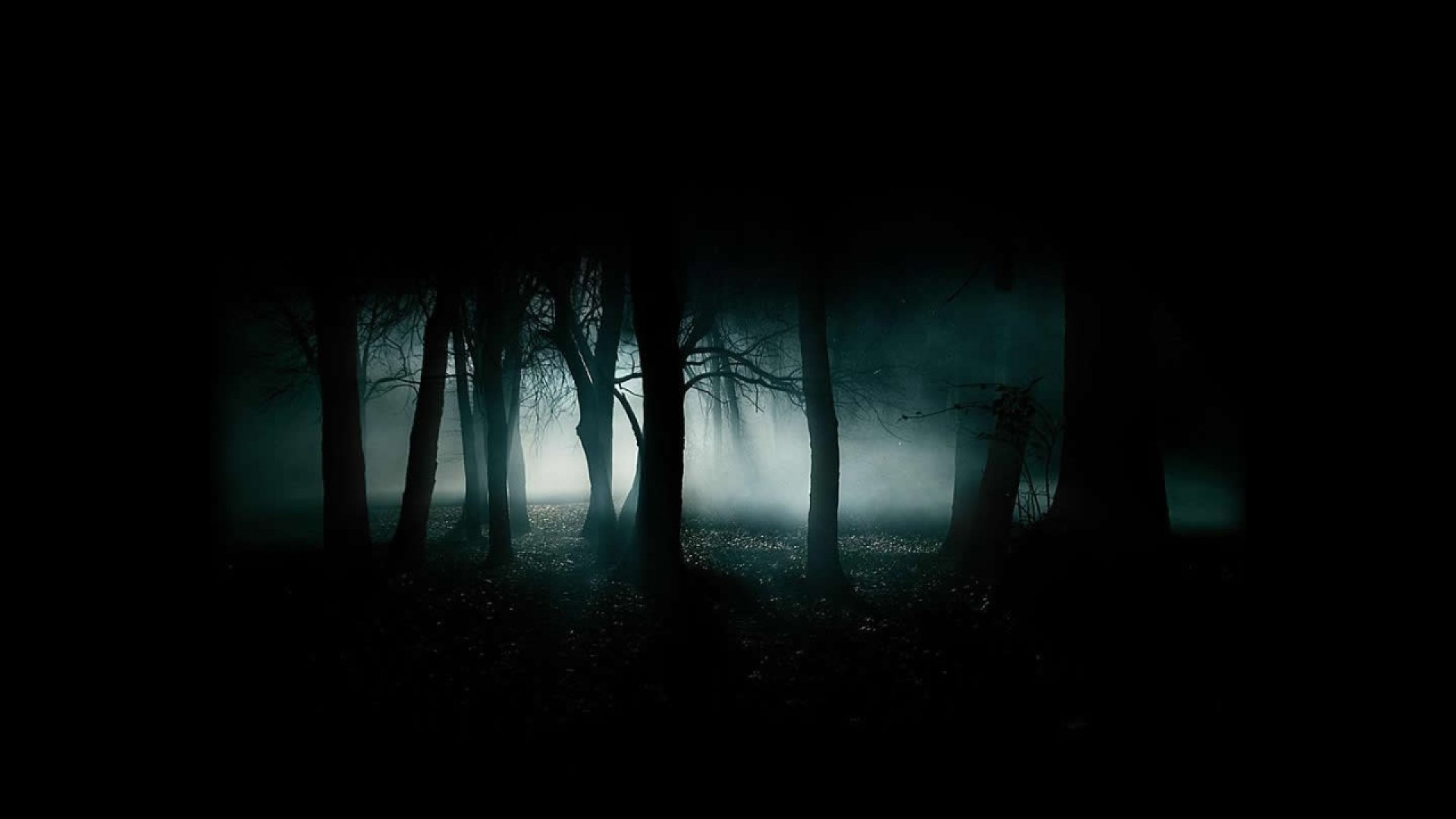 Donker Forest HD Wallpaper | Achtergrond