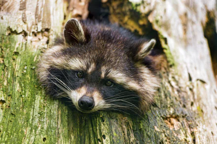 Animal raccoon HD Desktop Wallpaper | Background Image