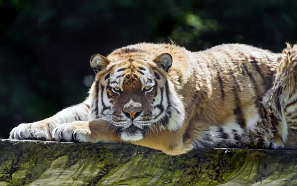  Siberian Tiger