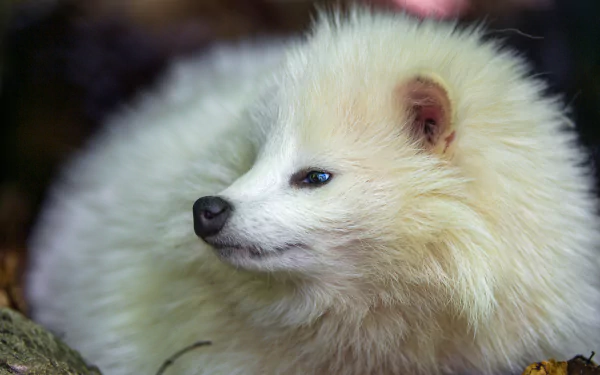  White Racoon Dog