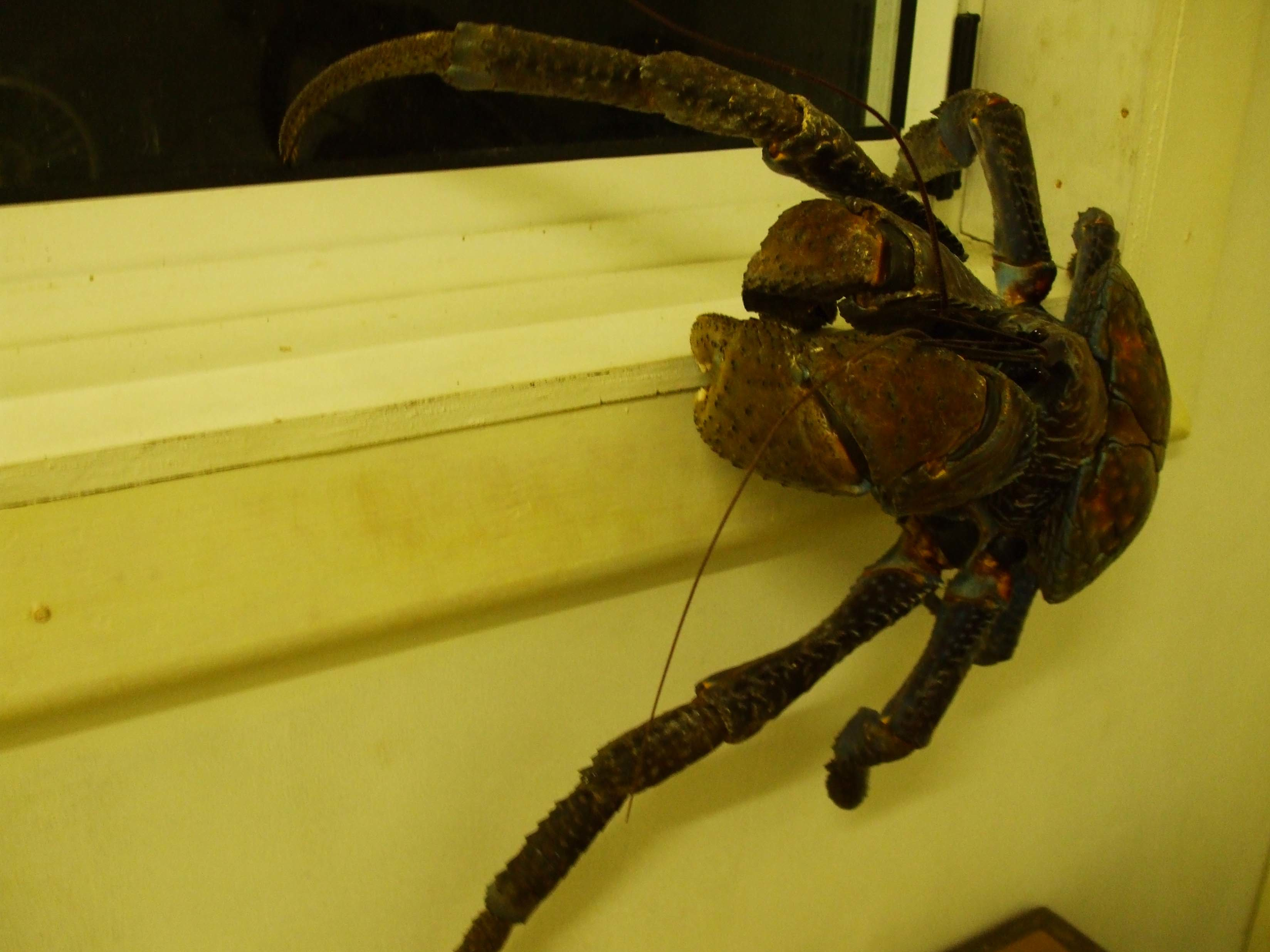 Download Animal Coconut Crab HD Wallpaper
