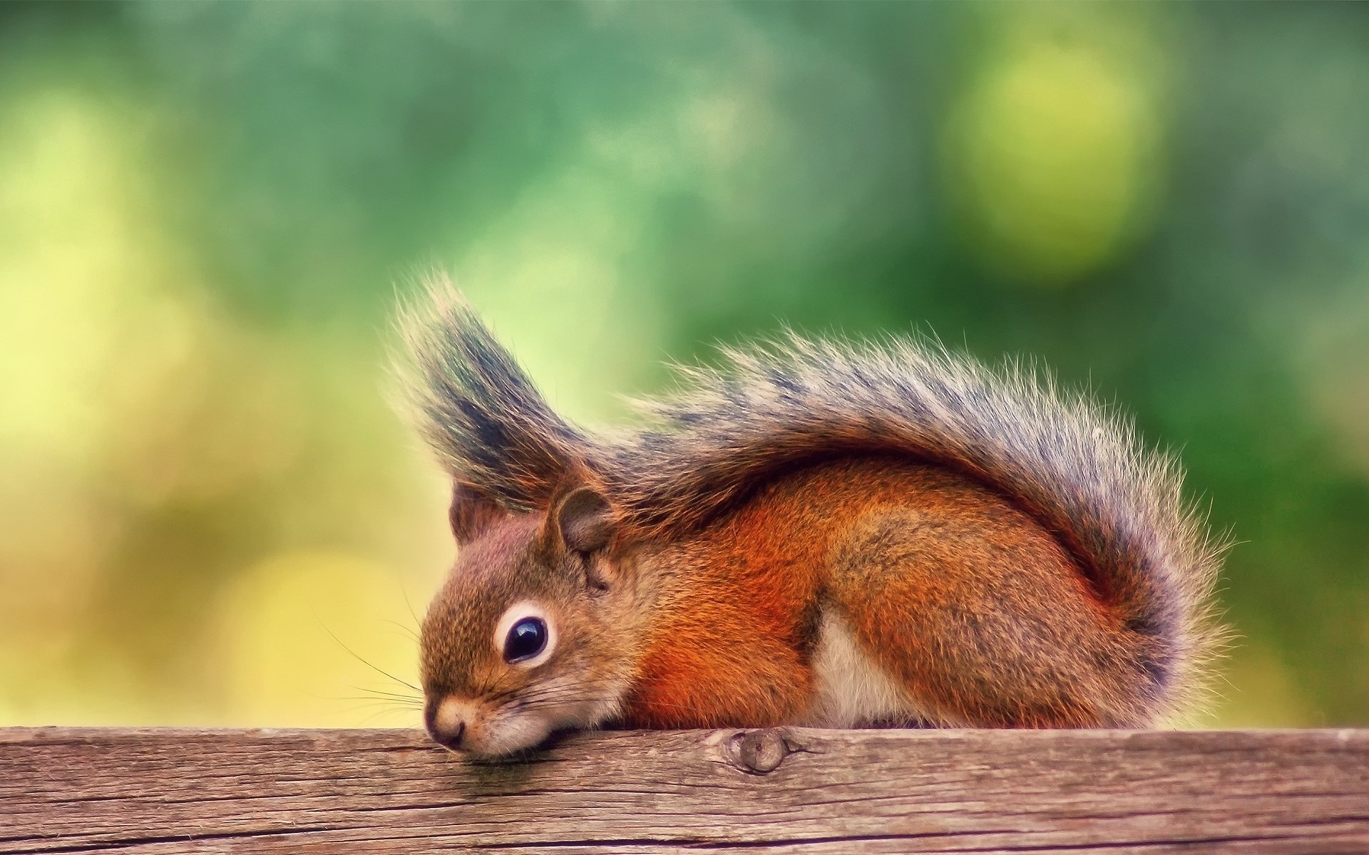 Download Animal Squirrel  HD Wallpaper